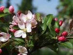 Apple Blossom Time