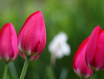 Red tulips