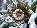 staopile star flower