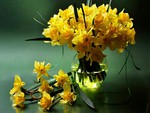 Daffodils in a vase