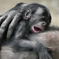 Bonobo Baby