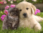 Cutest Picture Of Puppy & Kitten