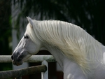 Andalusian Close-Up