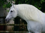 Andalusian Close-Up 1