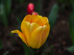 Yellow Tulip