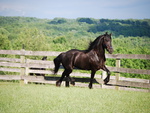 Friesian Galloping