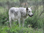 Gray Wolf