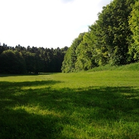 A clearing in the forest