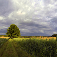 Way through the chain yield