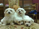 sweet puppies for Andonia