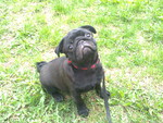 Black Pug