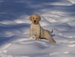 Puppy In Snow