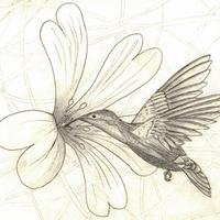 Hummingbird Field Mouse Ear