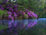 Reflections of purple