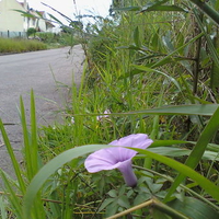 the Difference among the same