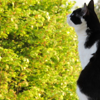 Besugo is in da house