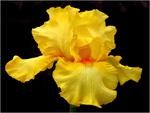 Yellow Iris
