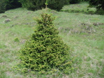 fir tree