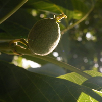 Aks Gerdoo,Kang Hirsaee,