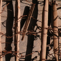 Sim Khardar, Hirsaee