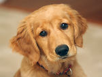 Cute Golden Retriever Puppy