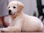 Golden Retriever Puppy
