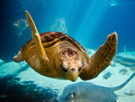 Sea Turtle