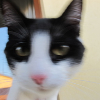 Crazy Cat is in da house