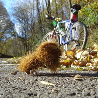 going around in autumn