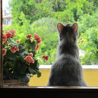 Macha while staring at the world