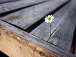 lone daisy