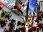 Cordoba flowers