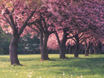 pink trees of spring