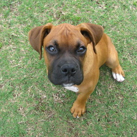 Boxer Puppy