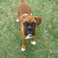 Boxer Puppy