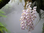 orchids  in the Mist