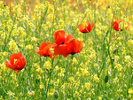 Lovely poppy flowers
