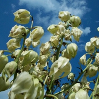 yucca flowers