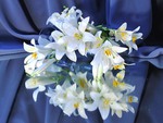 White lilies in a blue background
