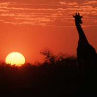 Giraffe at sunset