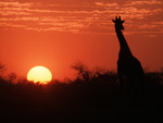 Giraffe at sunset
