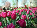 tulip garden