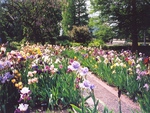 iris garden