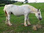 Big White Horse