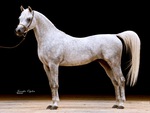 Egyptian Arabian Horse