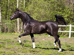 Black Arabian Horse