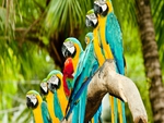 Colourful_Parrots