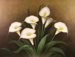 Calla Lillies