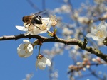 Bee on Flower branch