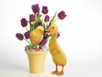 Easter quackers